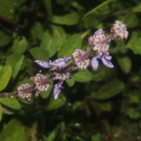 Coleus barbatus var. barbatus (Andrews) Benth. ex G.Don (Andrews) Benth. ex G.Don